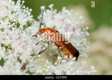 Soldato Beetle alimentazione su umbellifers Foto Stock