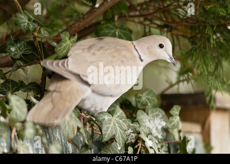 Colomba a collare Streptopelia decaocto, seduto sulla parte superiore della recinzione Foto Stock