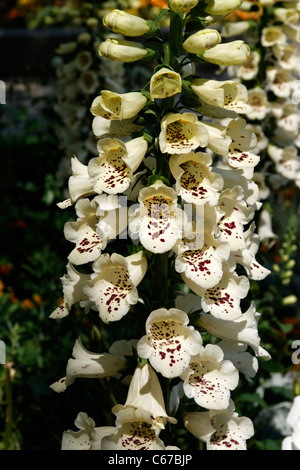 Foxglove viola (Digitalis purpurea) in fiore. Foto Stock