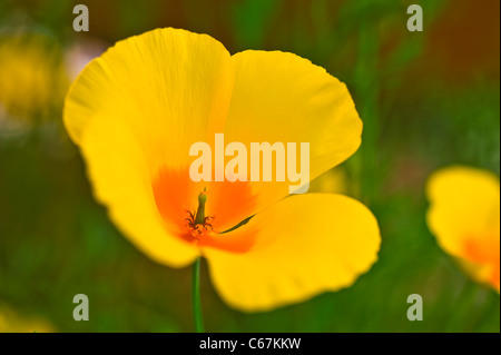 Mexican Gold papaveri sono la pianta che è più responsabile per il brillante display di fiori selvaggi che la moquette del deserto. Foto Stock