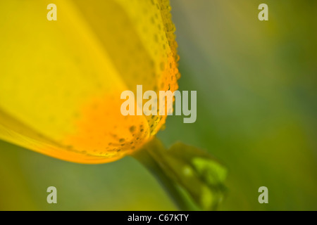 Mexican Gold papaveri sono la pianta che è più responsabile per il brillante display di fiori selvaggi che la moquette del deserto. Foto Stock