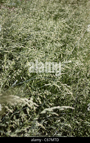 Tall Oat Grass (Arrhenatherum elatius (L.) Beauv.) un perenne comune erba alta vista dal di sopra. Foto Stock