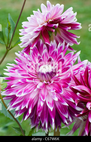 Mauve e dahlia bianco 'Bloemfontein'... Foto Stock