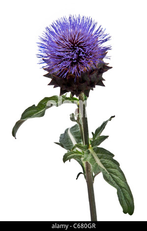 Fiore di cardo su sfondo bianco Foto Stock