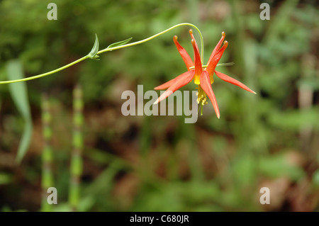 Un bellissimo 'Rosso' Columbine circa a fiorire in western Washington, raggiungendo orizzontalmente attraverso il telaio. Foto Stock