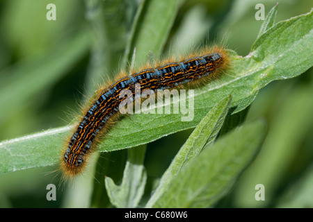 Le larve del terreno lacchè (Malacosoma castrense) Foto Stock