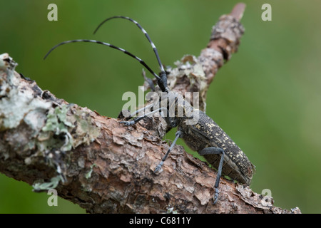 Di piccole dimensioni e di colore bianco-marmorated longhorn beetle (Monochamus sutor) femmina su abete rosso Foto Stock