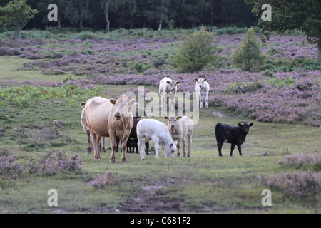 Free-range bovini nella nuova foresta Foto Stock