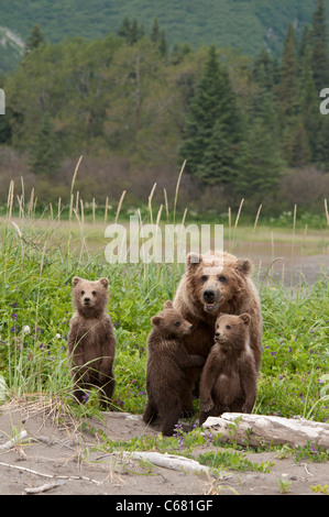 Foto di stock di orso bruno triplette rannicchiato dalla loro mamma sulla spiaggia. Foto Stock