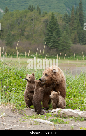 Foto di stock di orso bruno triplette rannicchiato dalla loro mamma sulla spiaggia. Foto Stock