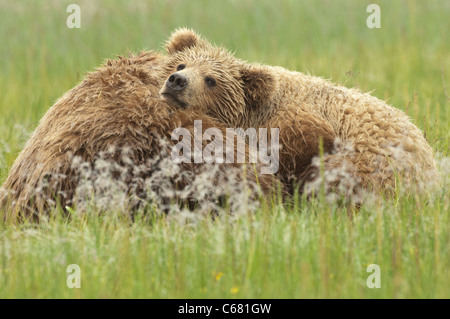 Foto di stock di un Bear Cub in appoggio sulla sua mamma dopo l'allattamento. Foto Stock