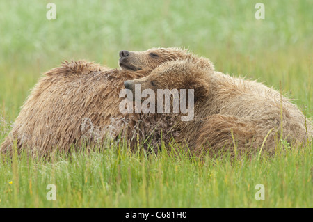 Stock Foto di due cuccioli di orso in appoggio sulla loro mamma dopo l'allattamento. Foto Stock