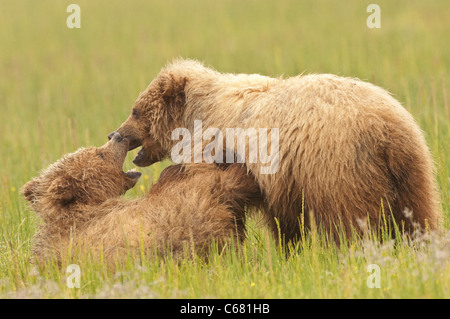 Stock Foto di due yearling bear cubs di wrestling. Foto Stock