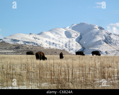 Bisonti americani di pascolare su Antelope Island, Utah Foto Stock