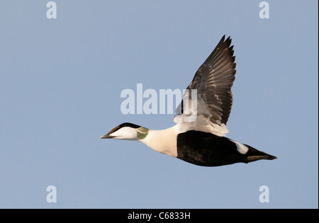Eider comune (Somateria mollissima). Drake in allevamento piumaggio in volo. Foto Stock