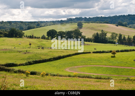 Le colline di estate vicino a Guildford, Surrey, England, Regno Unito Foto Stock