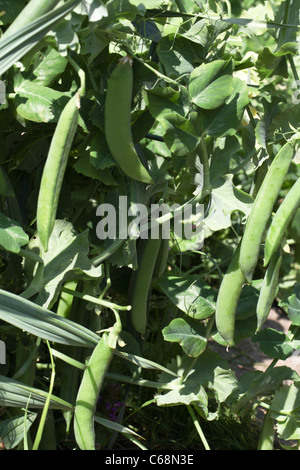 Giardino piselli ritaglio Foto Stock