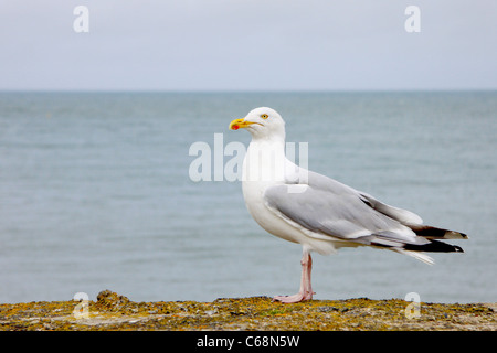 Aringa gabbiano in piedi sulle rocce Foto Stock