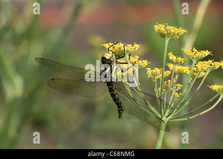 Femmina Hawker meridionale Dragonfly su un fiore di finocchio Foto Stock