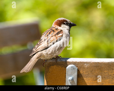 Ein Spatz sitzt auf der Kante von einem Stuhl | un passero è la localizzazione sul confine di una sedia Foto Stock