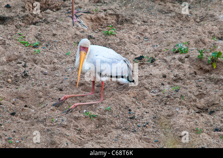Giallo-fatturati Stork, Mycteria ibis, seduti a terra con le ginocchia "all'indietro", il Masai Mara riserva nazionale, Kenya, Africa Foto Stock