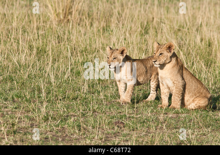 Due Lion Cubs, fratelli, Panthera leo, Masai Mara riserva nazionale, Kenya, Africa Foto Stock