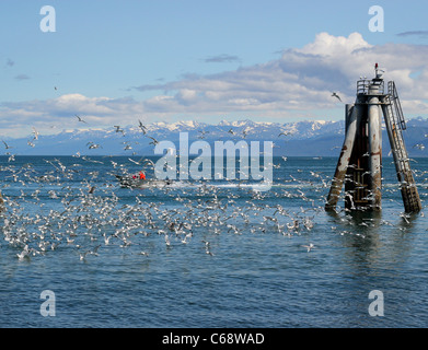 Flock of Seagulls nei pressi di un molo pilastro nella baia con una barca che va da una giornata di sole con le nuvole Foto Stock