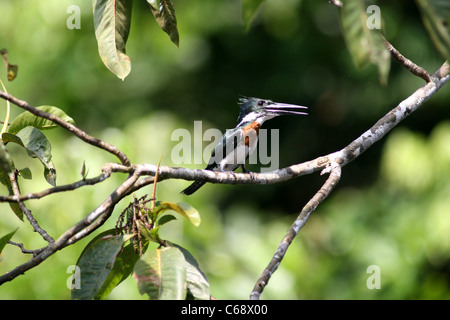 Di inanellare Kingfisher (Ceryle Torquata) appollaiato nel ramo nella foresta amazzonica, lagune, Loreto, Perù, Sud America Foto Stock