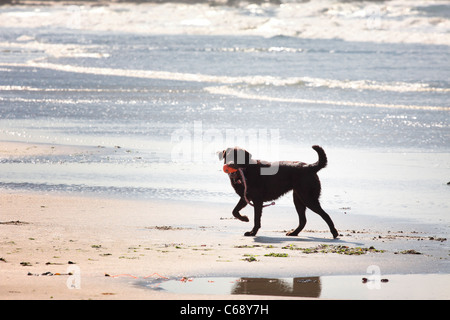 Brown labrador giocando su di una spiaggia di sabbia Foto Stock