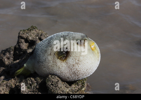 Puffer fish (Tetraodon sp.) a Pirotan Isola, Gujarat. Foto Stock