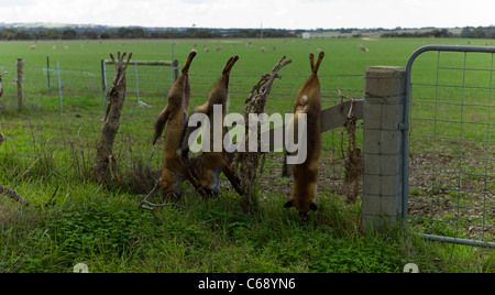 Volpi morto infilate su un recinto di agricoltori Australia Pest Pest selvatici introdotto Controllo di specie Foto Stock