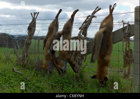 Volpi morto Fox infilate su una recinzione Foto Stock