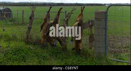 Volpi morto infilate su un recinto di agricoltori Australia Pest Foto Stock