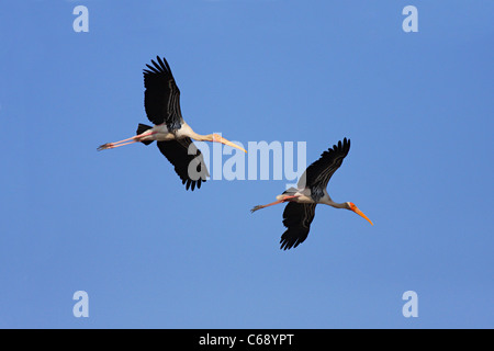 Dipinto di cicogne (Mycteria leucocephala) in volo. In, Charakla saline, vicino Dwarka, Gujarat. Foto Stock