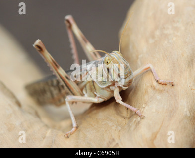 Adulto Desert Locust (Schistocerca Gregaria)