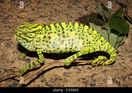 Indian camaleonte, Chamaeleo zeylanicus Foto Stock