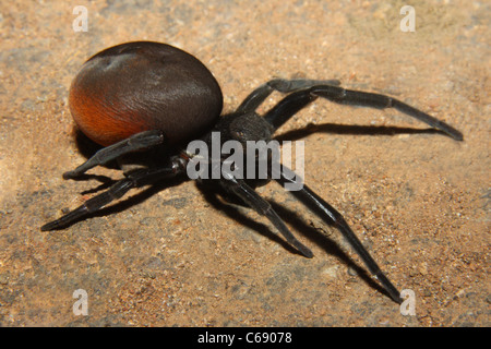 Crociera (Stegodyphus mirandus) Foto Stock