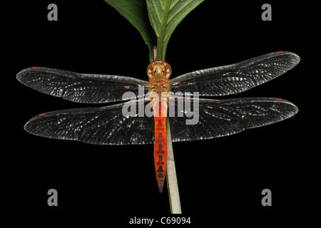 Una libellula Foto Stock