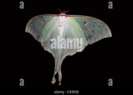 La Luna Indiana falena o indiani Luna Moth (Actias selene) Foto Stock