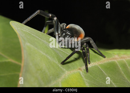 Crociera (Stegodyphus mirandus) Foto Stock