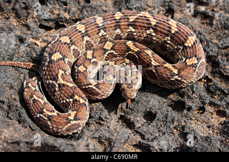 Visto SCALED VIPER Echis Carinatus comune velenosi Foto Stock