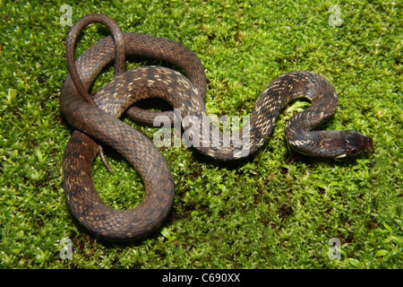 La BEDDOME KEELBACK Amphiesma beddomei. NON comune velenosi. Nilgiri keelback Foto Stock