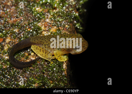 Tadpole, Malabaresi Deltaplano (Rana Rhacophorus malabaricus) Foto Stock