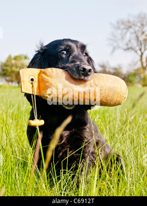 Un anziana coppia Black cocker spaniel sat nel campo di erba con una pistola di addestramento del cane fantoccio Foto Stock