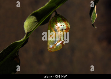 Una pupa Foto Stock