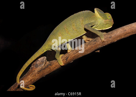 Indian camaleonte, Chamaeleo zeylanicus Foto Stock