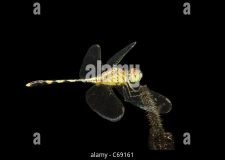 Una libellula Foto Stock