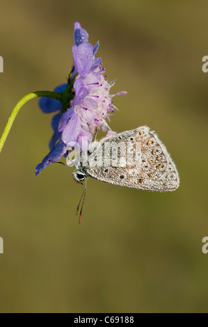 Blu Chalkhill Lysandra coridon Foto Stock