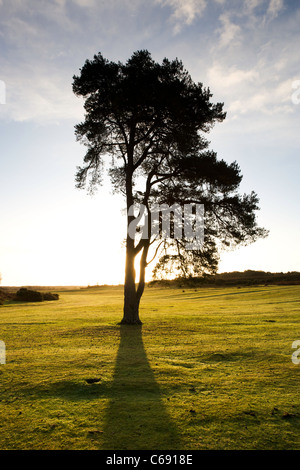 Un albero di pino con il sole che splende attraverso i rami. La retroilluminazione rende una graziosa silhouette e ombra in primo piano. Foto Stock