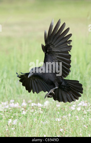 American Crow in volo - verticale Foto Stock